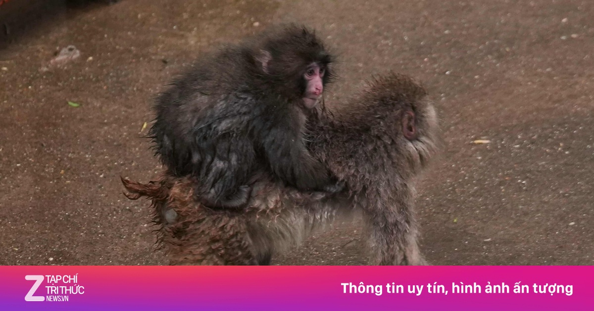Khỉ Punch từng cô đơn nay hòa nhập đàn tại vườn thú Nhật Bản