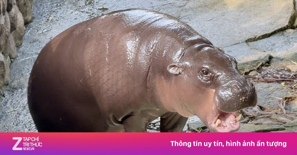 Bắt du khách nhảy vào chuồng hà mã nổi tiếng ở Thái Lan