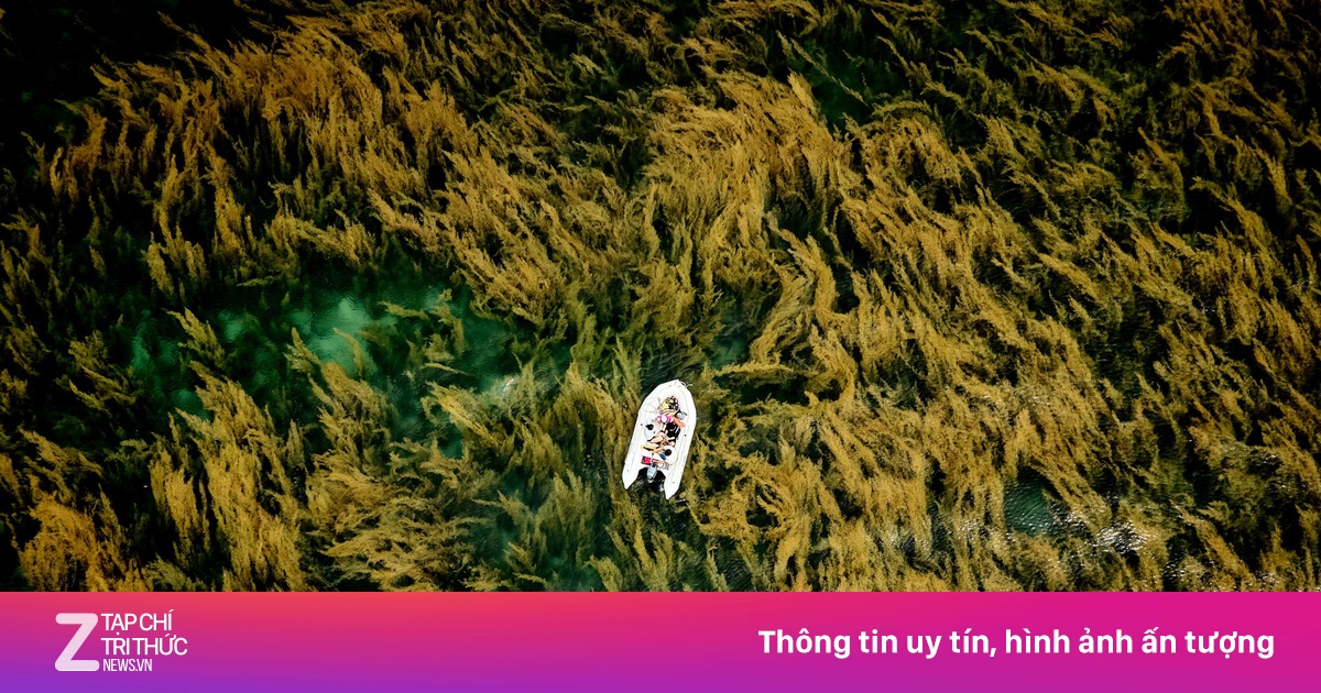 Ảnh chụp rong mơ ở Côn Đảo đoạt giải thưởng quốc tế