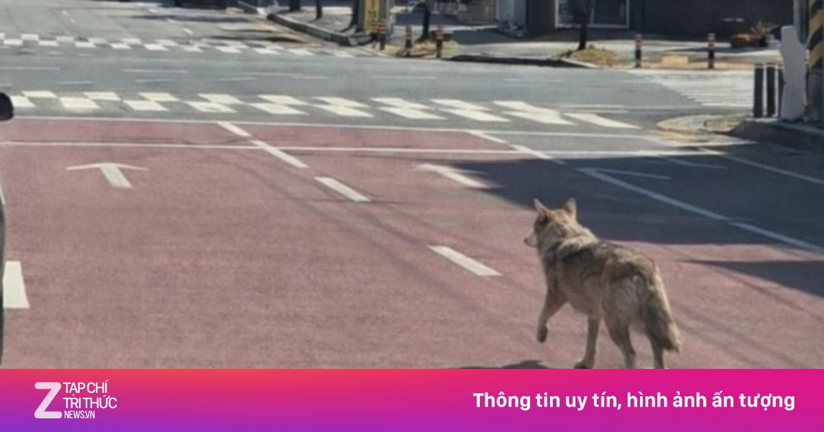 Thực hư bức ảnh sói sổng chuồng đi dạo trên đường phố Hàn Quốc