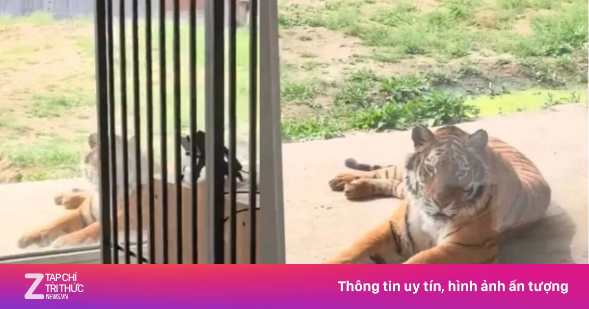 Sở thú Trung Quốc gây tranh cãi với phòng khách sạn 'view hổ' giá rẻ