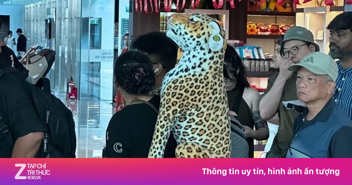 Người phụ nữ cõng 'báo đốm' đi khắp sân bay Tân Sơn Nhất