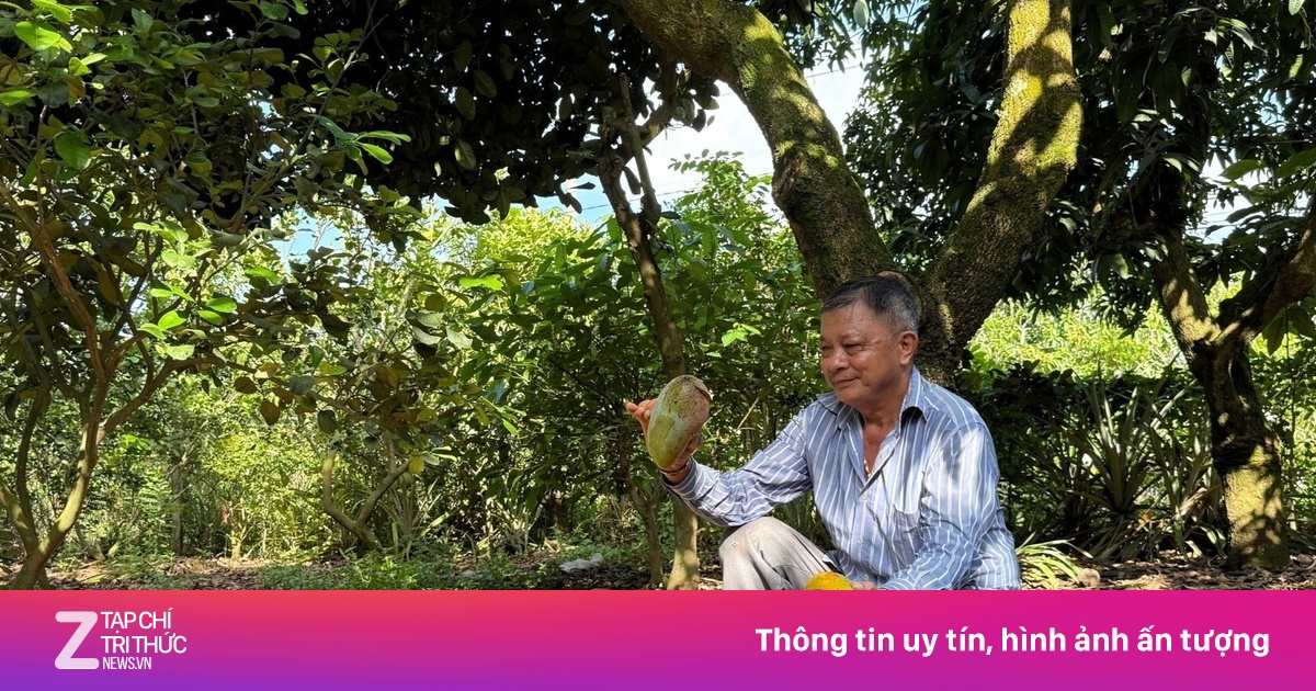 Giá xoài chạm đáy chỉ 1.000-1.500 đồng/kg, nông dân lỗ nặng