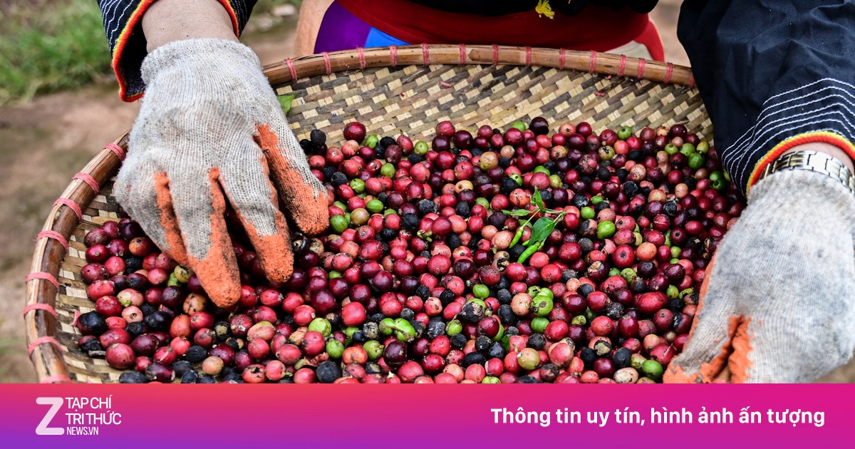 Trung Quốc âm thầm chi tiền khủng mua cà phê Việt Nam với giá đắt đỏ ...