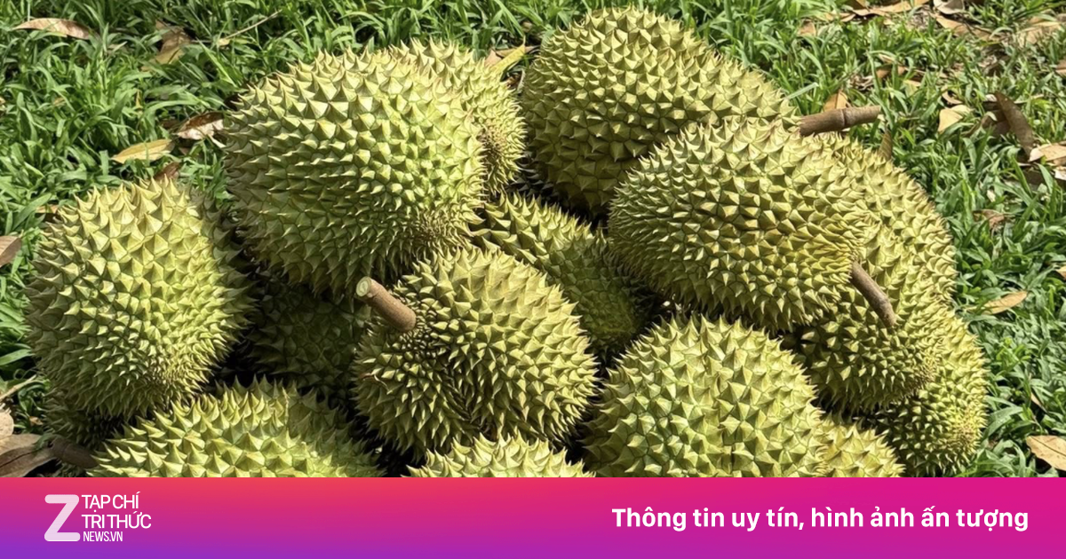 Sầu riêng mang về nhiều tỷ USD mỗi năm, gấp rút giải quyết khó khăn