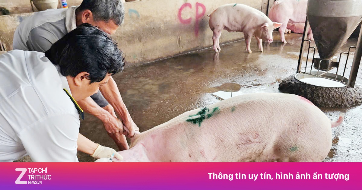 Kiểm tra thêm lò mổ heo gia công cho Công ty C.P. tại Sóc Trăng