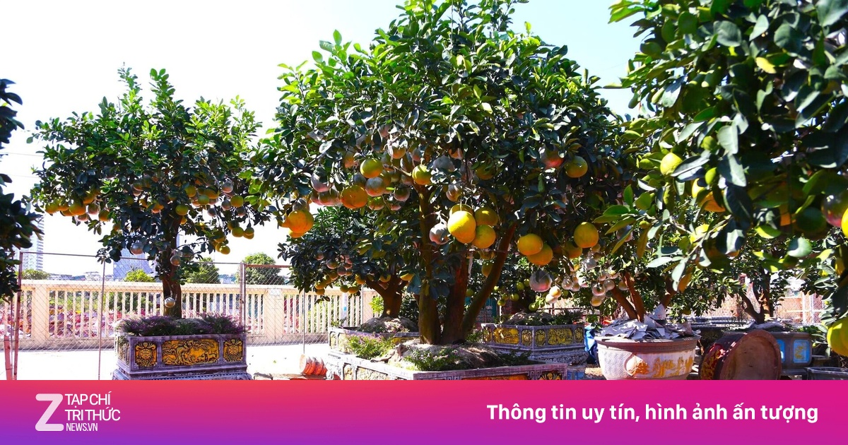 Bưởi Diễn giá chục triệu đồng/cây chờ khách 'rước' về chơi Tết