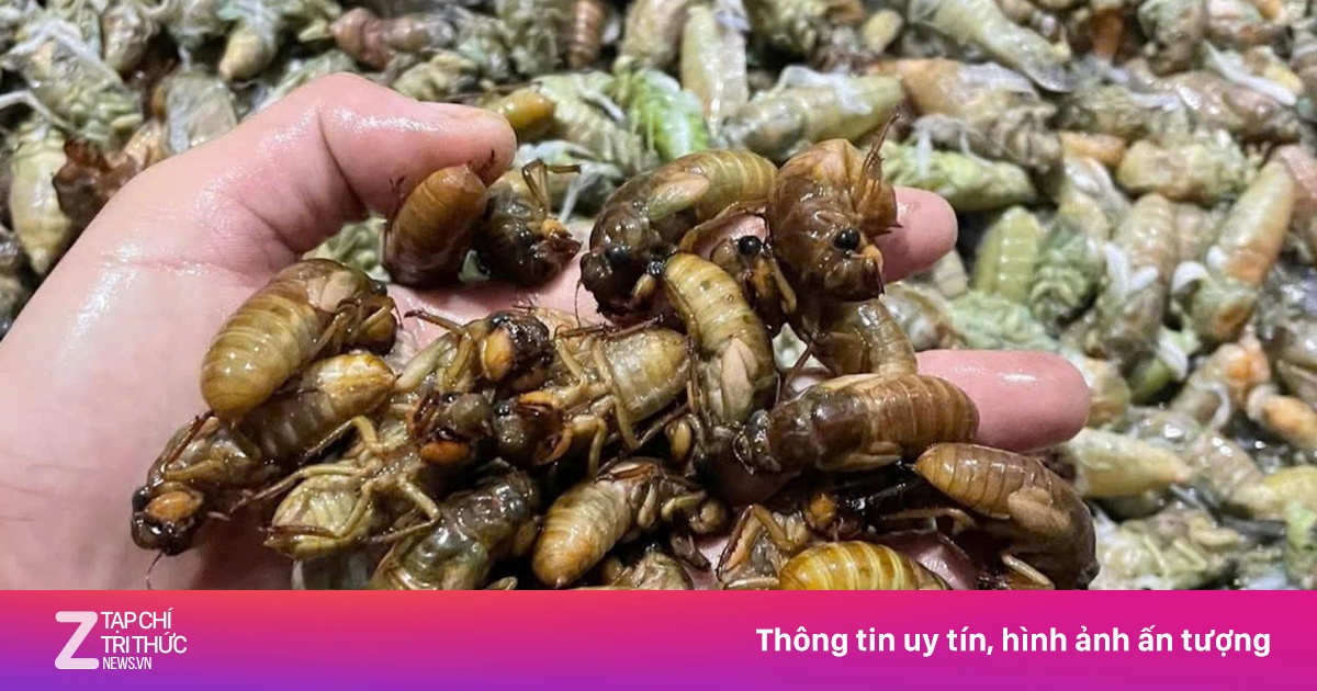 Người TP Huế đêm khuya vào rừng săn 'lộc trời' thu bạc triệu mỗi ngày