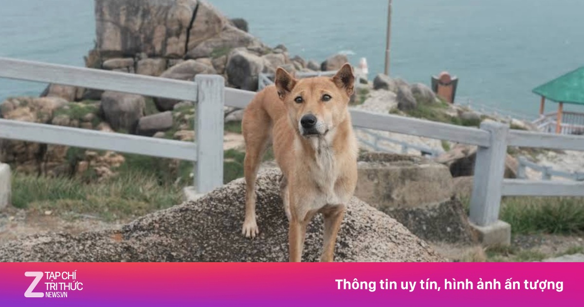‘Bạn chó vàng’ ở Mũi Điện gây sốt