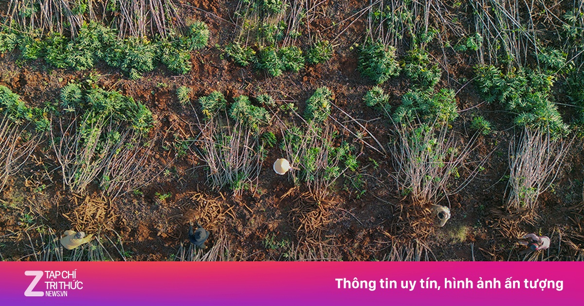 Dấu ấn Ajinomoto trên những cánh đồng khoai mì giống mới