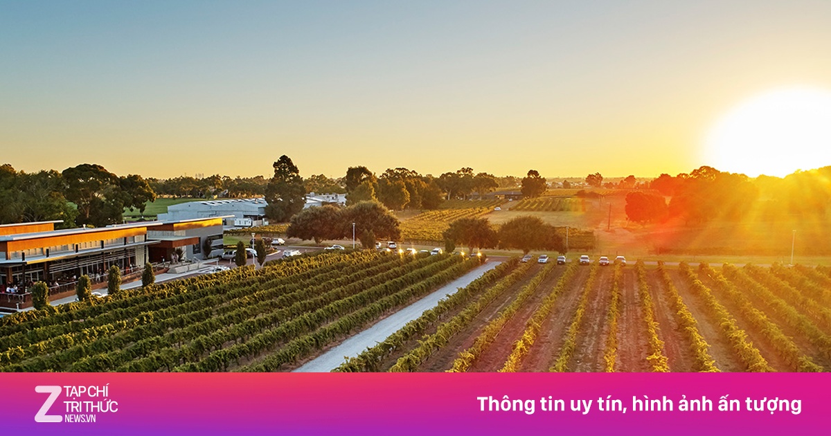 Thưởng thức rượu vang hảo hạng tại thung lũng Swan, Tây Australia