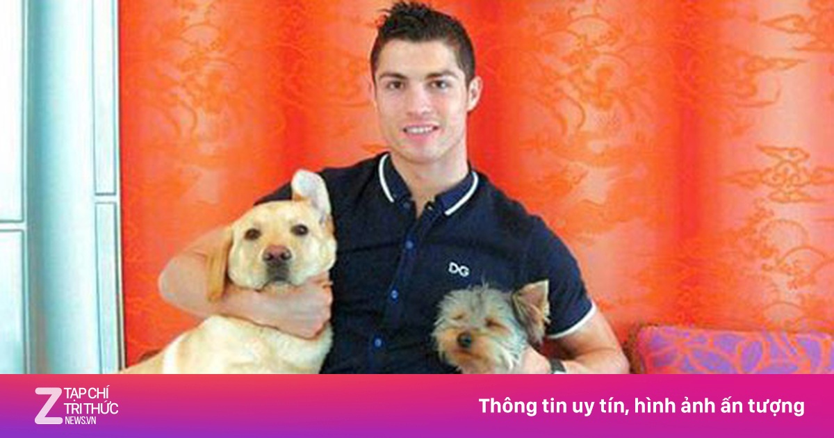 Ronaldo ra tay nghĩa hiệp cứu 80 chú chó - Hậu trường - ZNEWS.VN