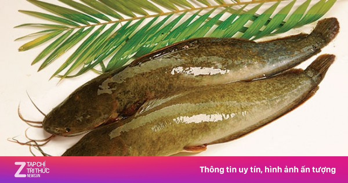 Ăn cá trê miễn chê về tình dục! - Sức khỏe | Znews.vn