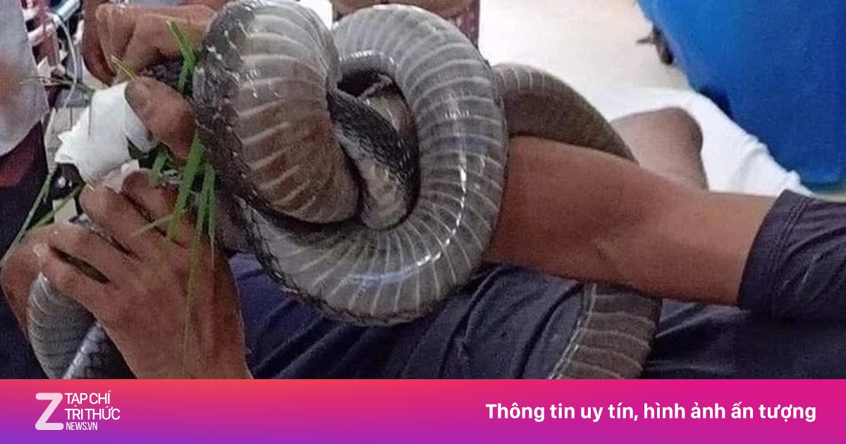 Rắn độc bò vào bồn cầu, bác sĩ cảnh báo đỉnh điểm mùa rắn cắn