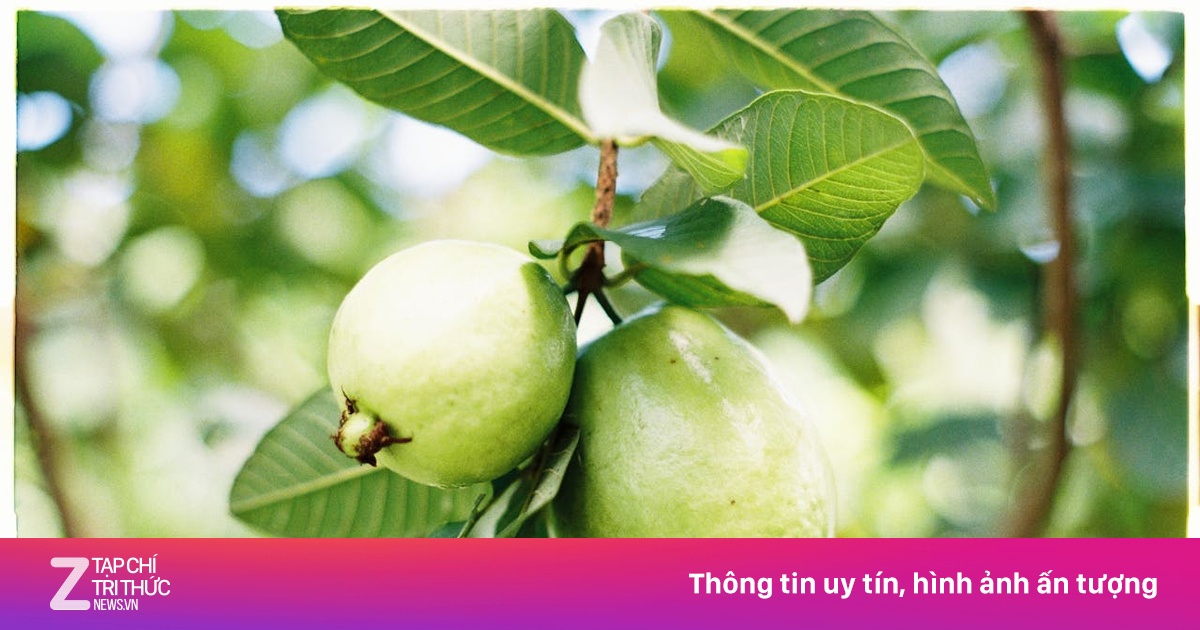 6 lợi ích tuyệt vời của nước lá ổi