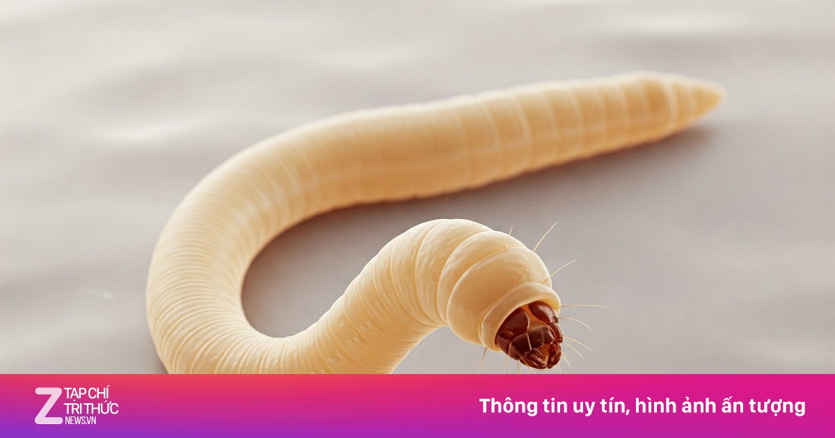 Câu hỏi thường gặp liên quan đến giun kim