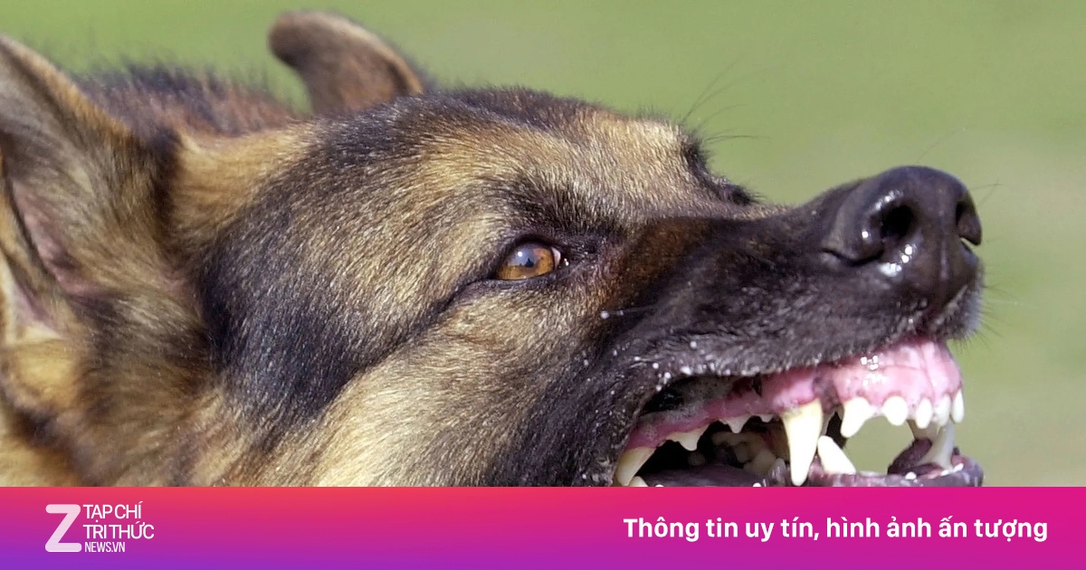 Chó đã tiêm phòng phát dại, Đồng Nai ghi nhận thêm một ổ dịch