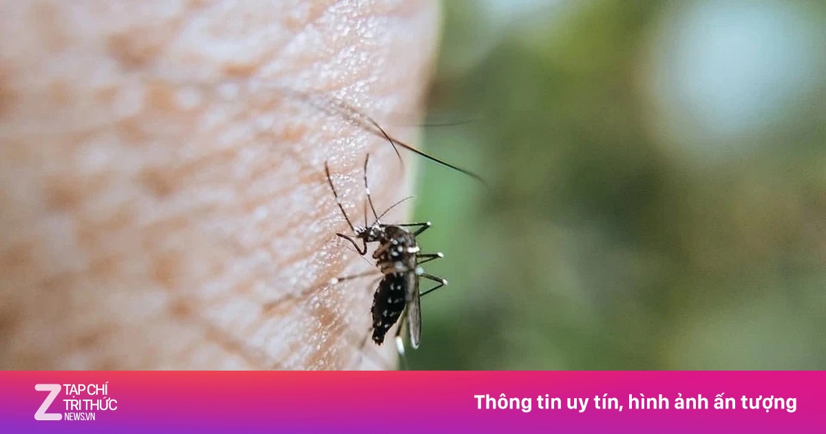Muỗi vừa sinh sôi mưa đã dồn dập, sốt xuất huyết chực chờ bùng phát