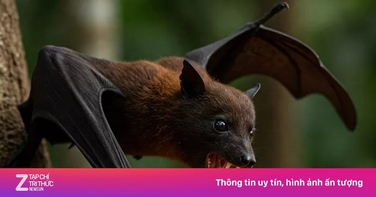 Bộ Y tế đề nghị 4 trường hợp phải báo CDC nếu sốt, ho, khó thở