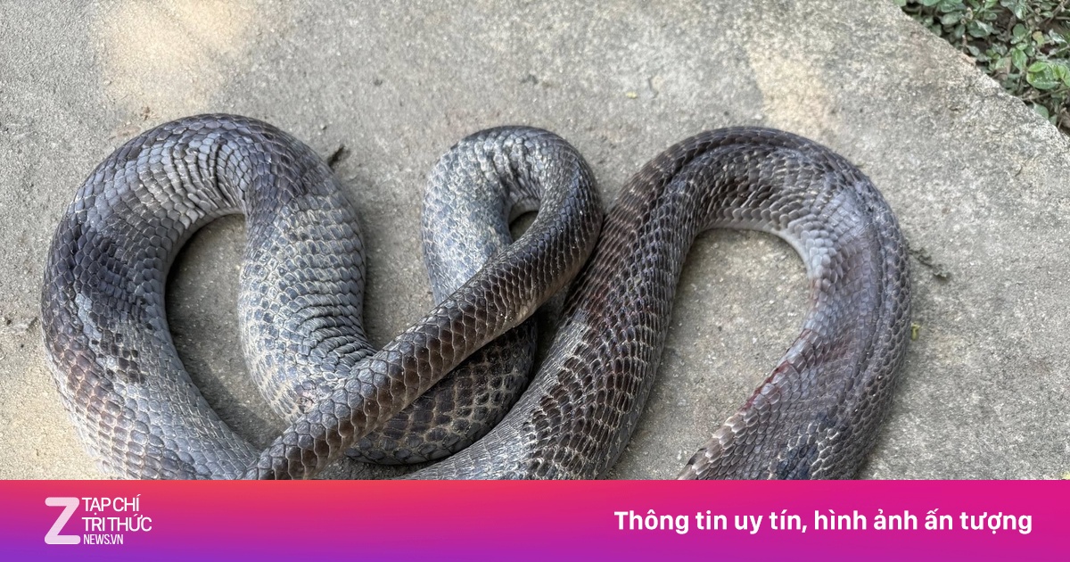 Người đàn ông nhập viện với con rắn hổ mang dài 2 mét