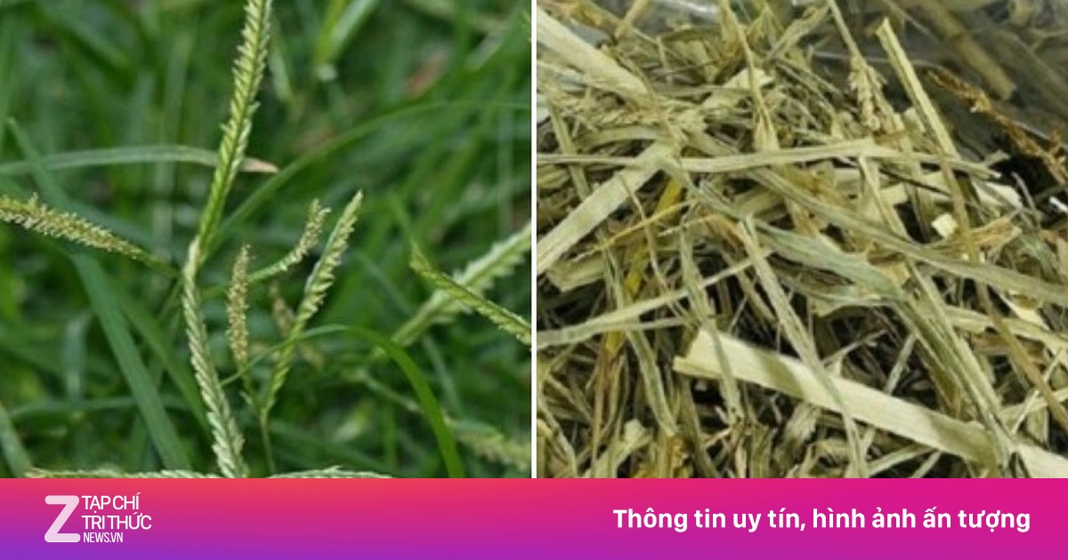 Loại cây dưỡng gan bổ thận không trồng vẫn mọc đầy vườn