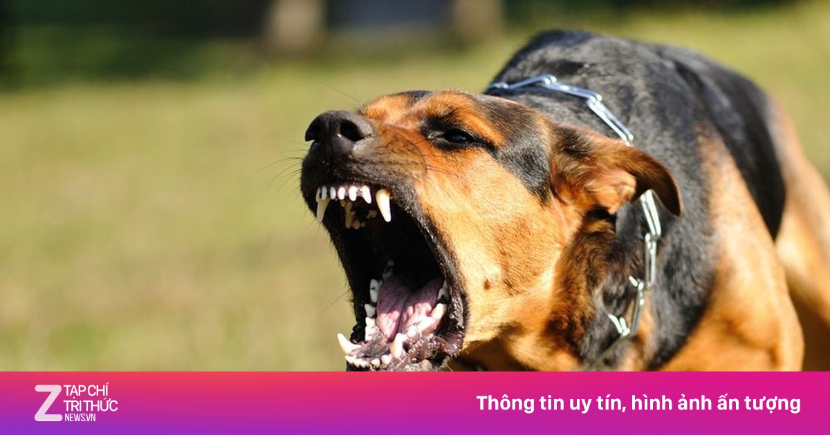 TP.HCM ghi nhận 3 ổ dịch nghi dại, hàng loạt người dân bị chó cắn