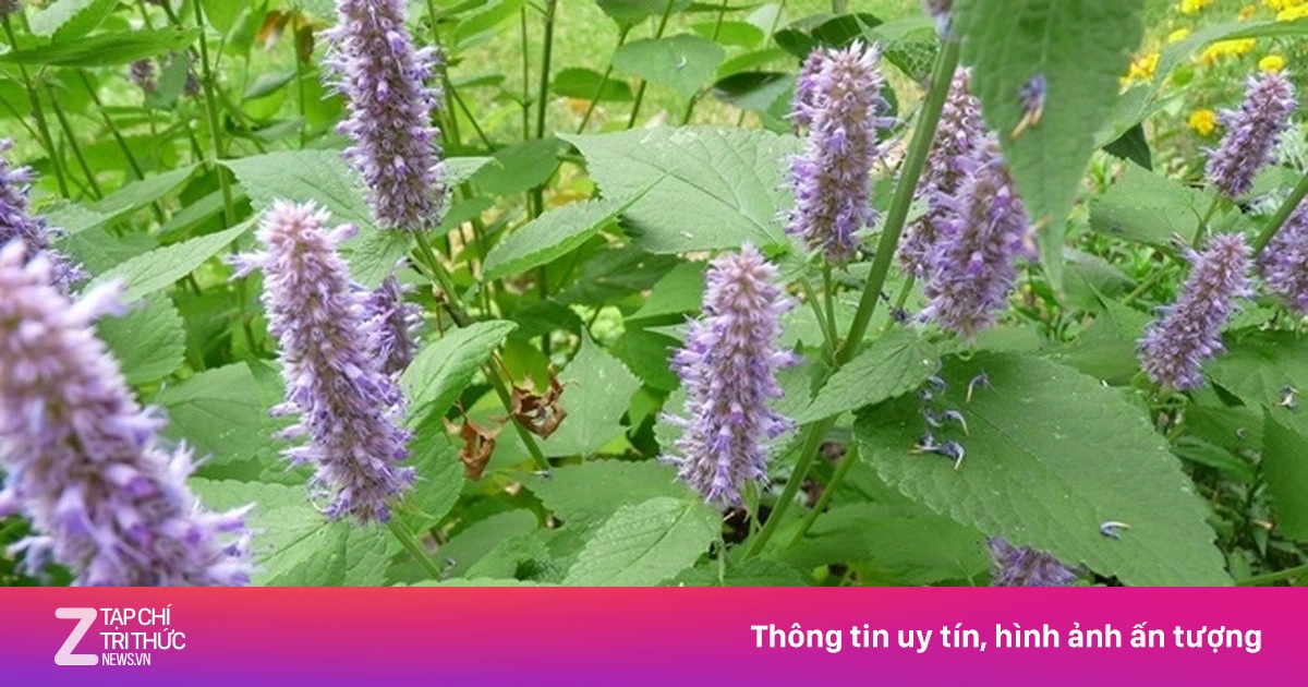 Cây thuốc Việt thơm nức mũi, tốt cho sức khỏe lại khử mùi cơ thể