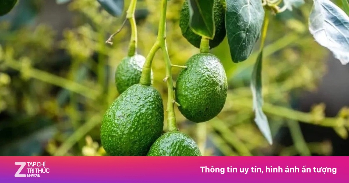 Loại quả Việt béo ngậy, thơm ngon ăn hàng ngày bổ không kém nhân sâm