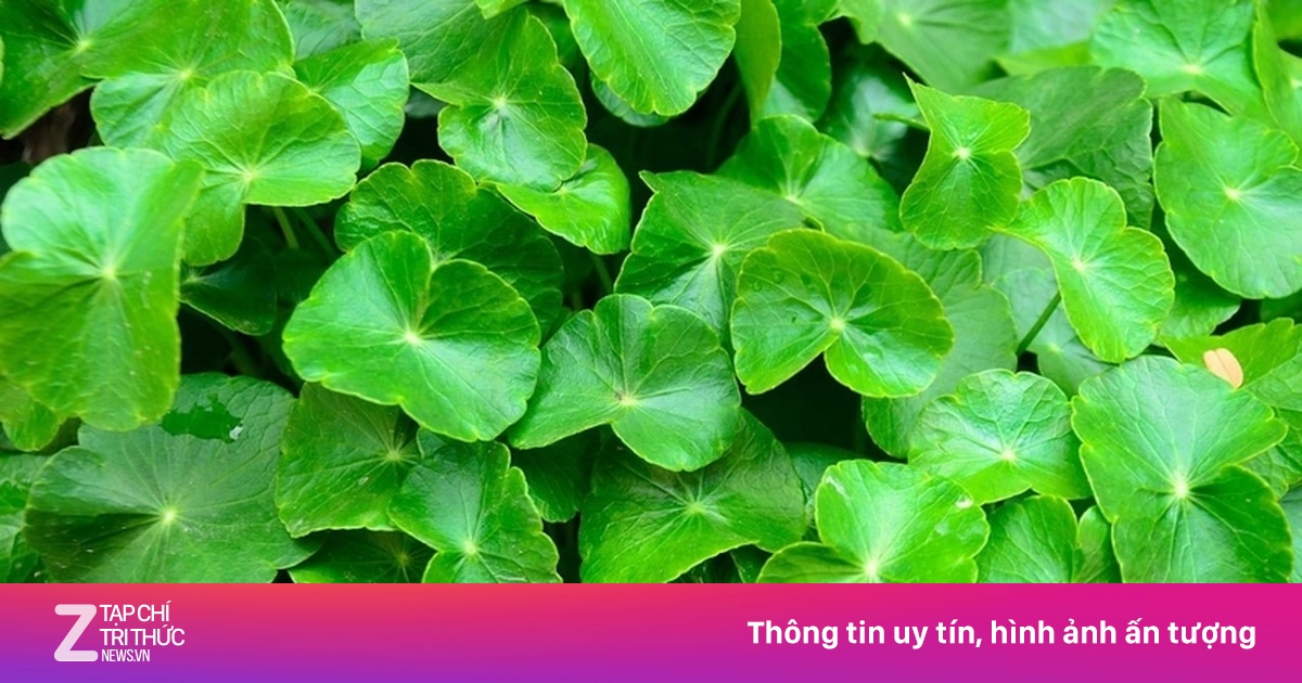 Những loại rau vừa mát cơ thể vừa tốt cho thận