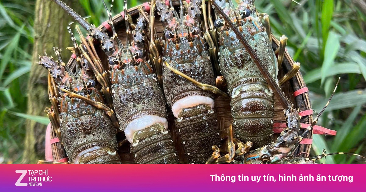 Tôm hùm mini giá chỉ 15.000 đồng/con ngập chợ mạng | Znews.vn