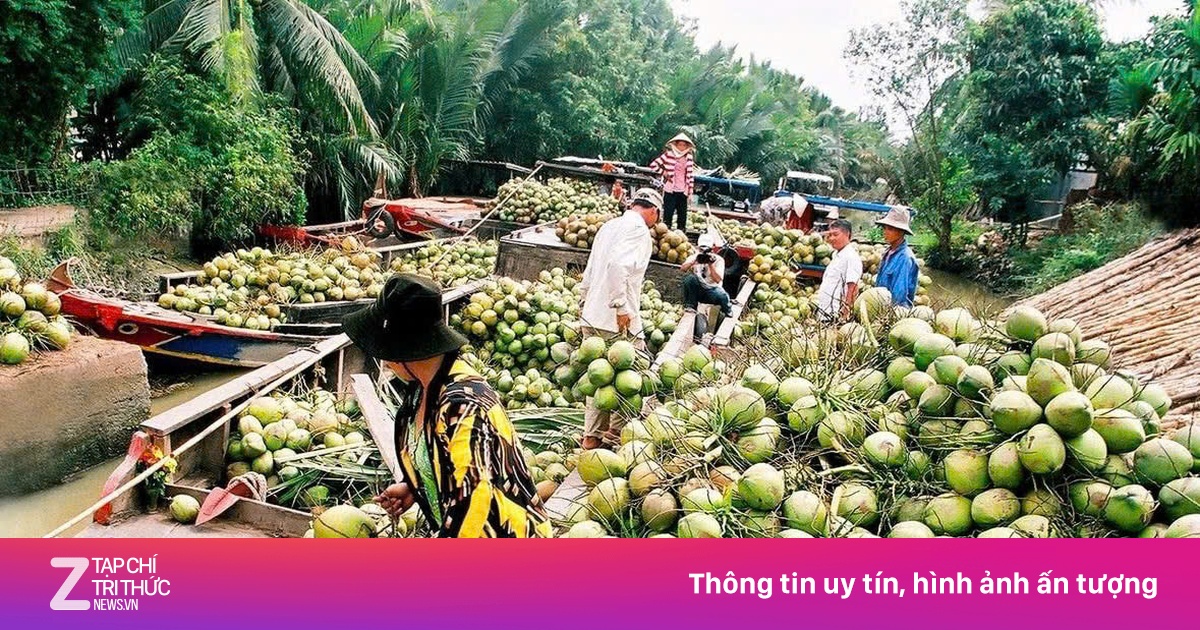 Quả dừa Việt Nam thắng lớn, nông dân phấn khởi nhìn giá tăng từng ngày