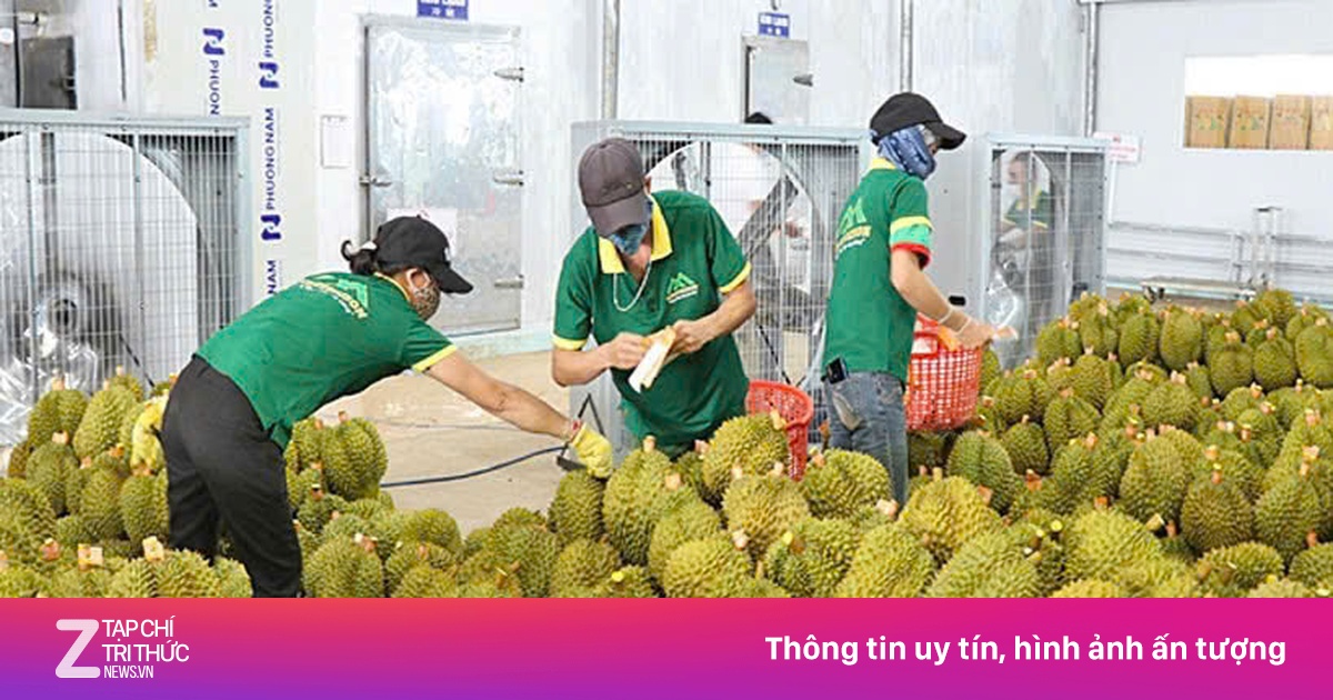 Phó thủ tướng chỉ đạo gỡ khó cho sầu riêng