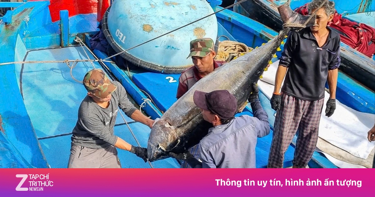 Xuất khẩu cá ngừ lao dốc, Thủ tướng yêu cầu Bộ Nông nghiệp vào cuộc