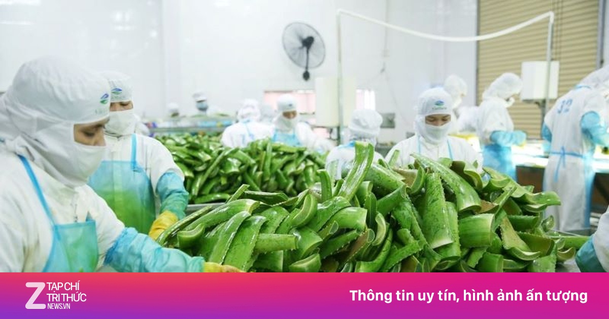 'Trùm' cung cấp nguyên liệu cho Vinamilk, Masan chi phối 'vua nha đam'