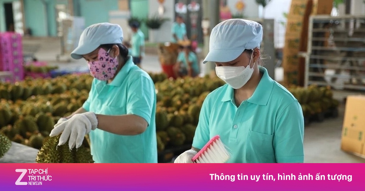 Cục Hải quan yêu cầu thông quan sầu riêng trong ngày