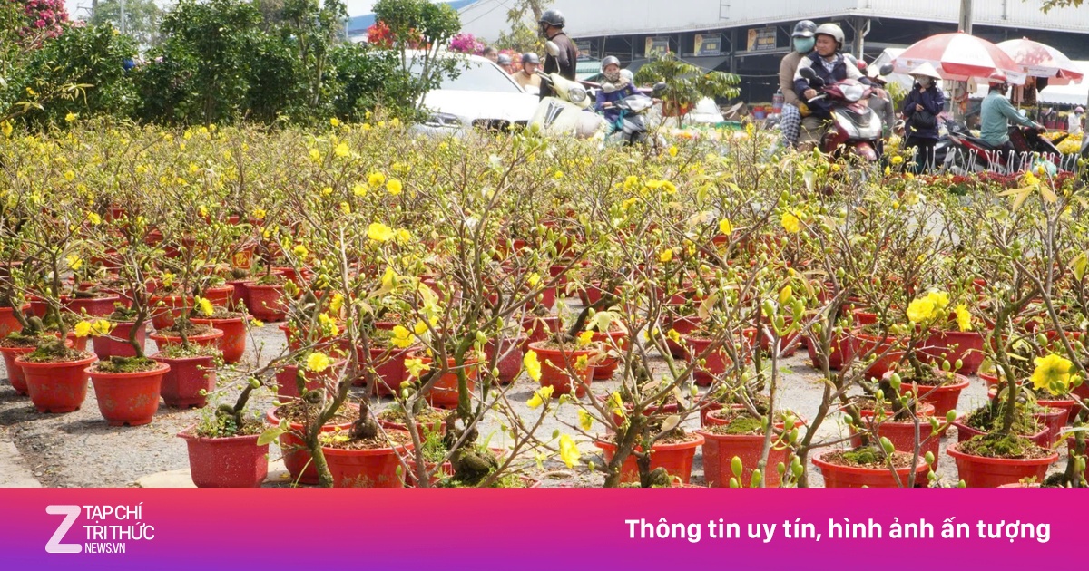 TP.HCM: Mai mini giá rẻ 100.000 đồng/cặp, khách đua nhau 'chốt'