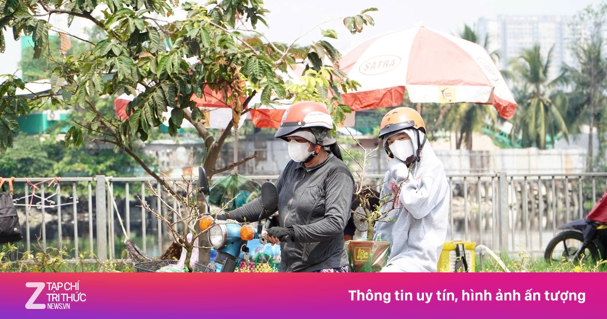 Khách Tây Ninh lên TP.HCM săn mai mini giá rẻ tại chợ hoa xuân Bình Điền