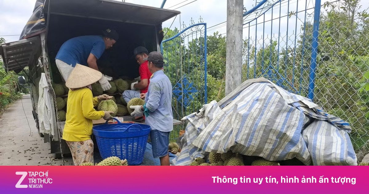 Sầu riêng rớt giá thê thảm, nhà vườn Đồng Tháp lao đao