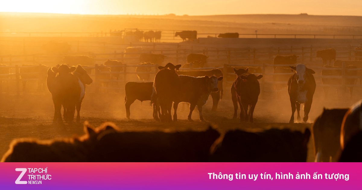 Thịt bò Mỹ bất ngờ gặp khó trên đường tới Trung Quốc
