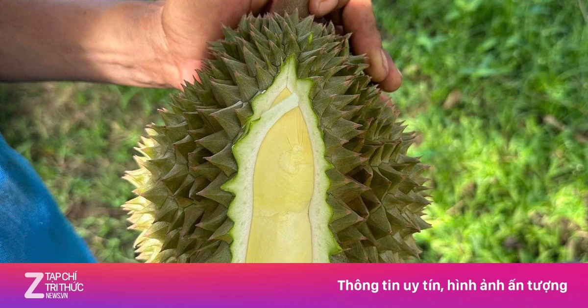 Giá sầu riêng lao dốc, chủ vườn 'khóc ròng'