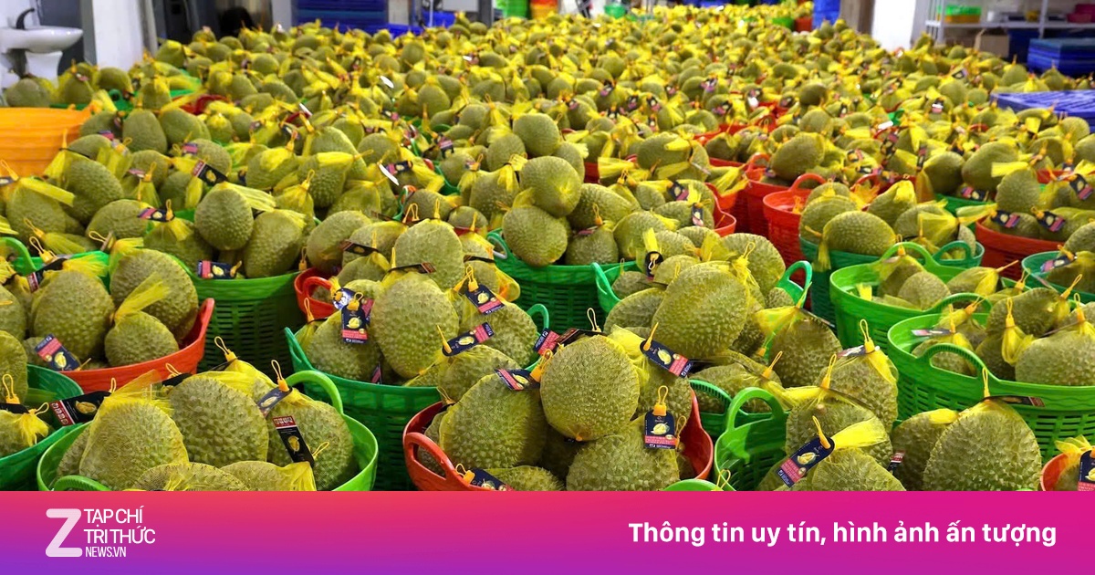 Trung Quốc tăng nhập sầu riêng Việt Nam, sao giá lại lao dốc?