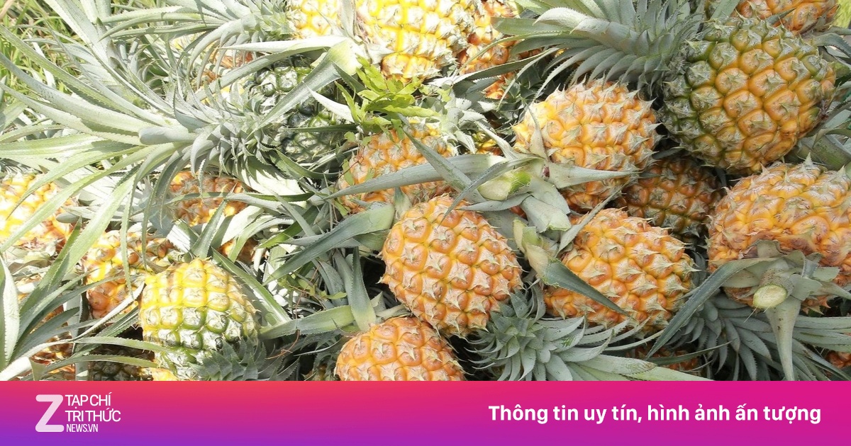 Doanh nghiệp Việt 'giải cứu' 1.000 tấn dứa cho nông dân