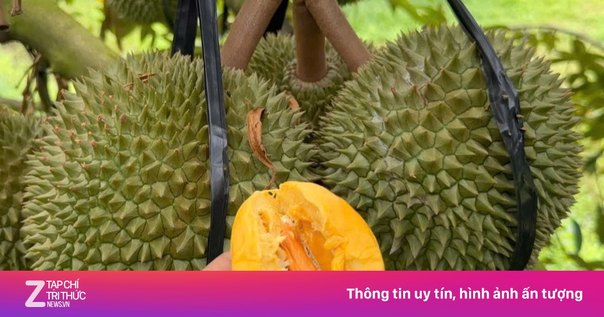 Tin vui với người trồng sầu riêng