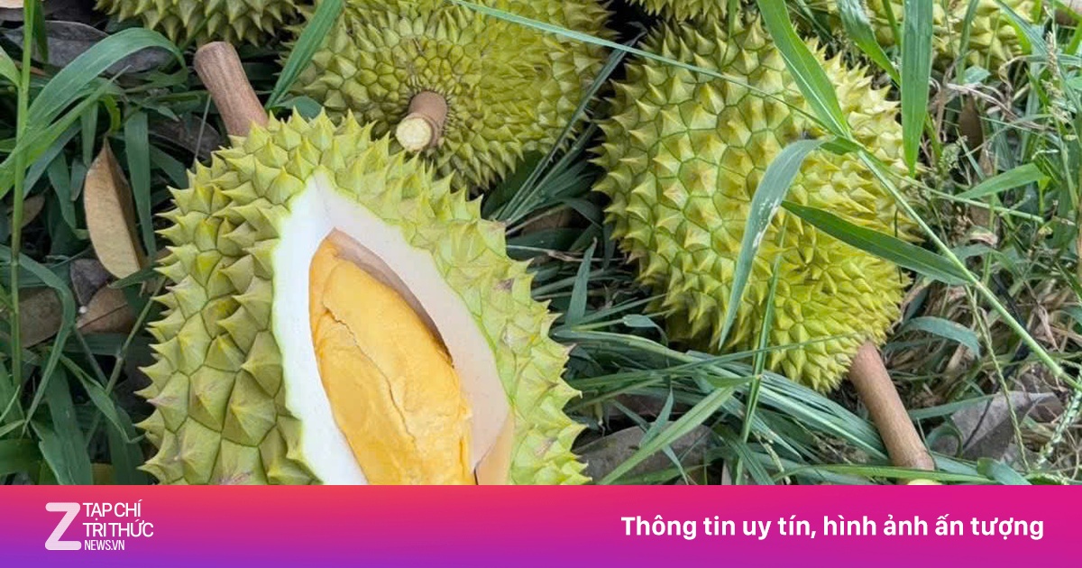 Vì sao sầu riêng có thể mang về hàng tỷ USD cho Việt Nam