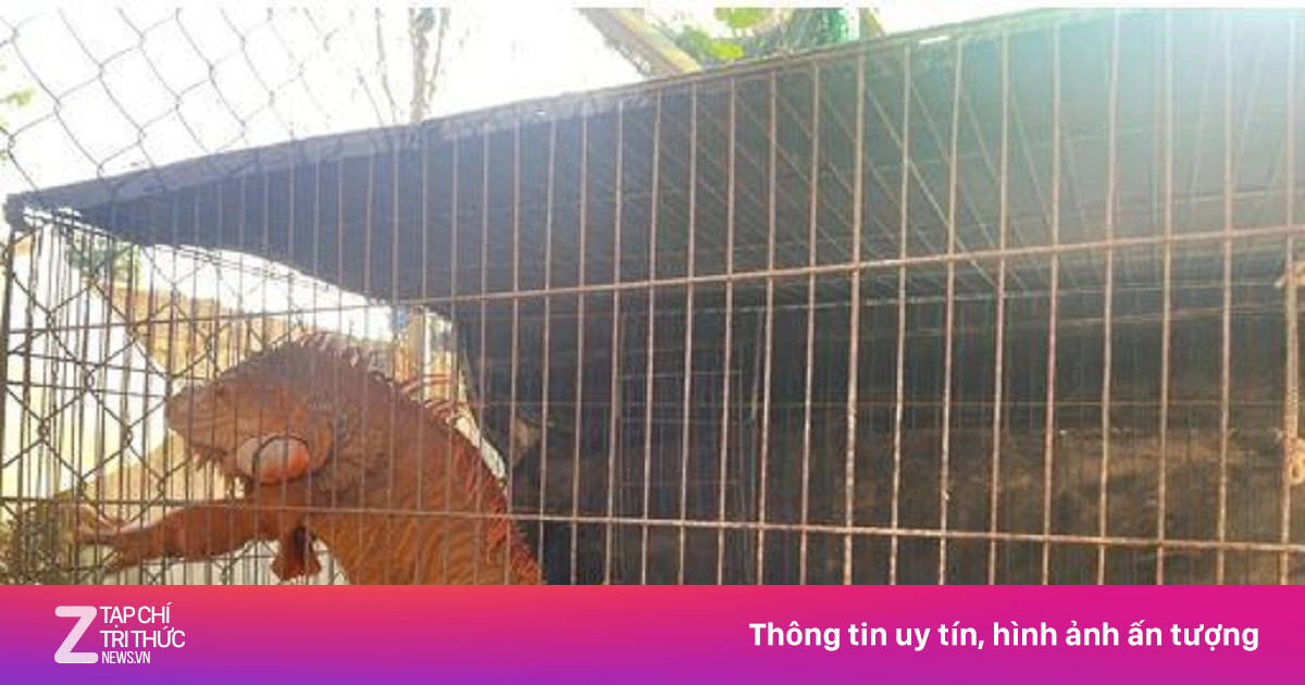 Rồng Nam Mỹ đi lạc được bàn giao cho cơ sở nuôi hợp pháp