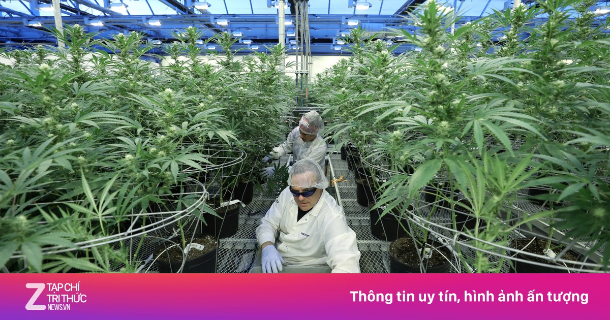 zingnews.vn