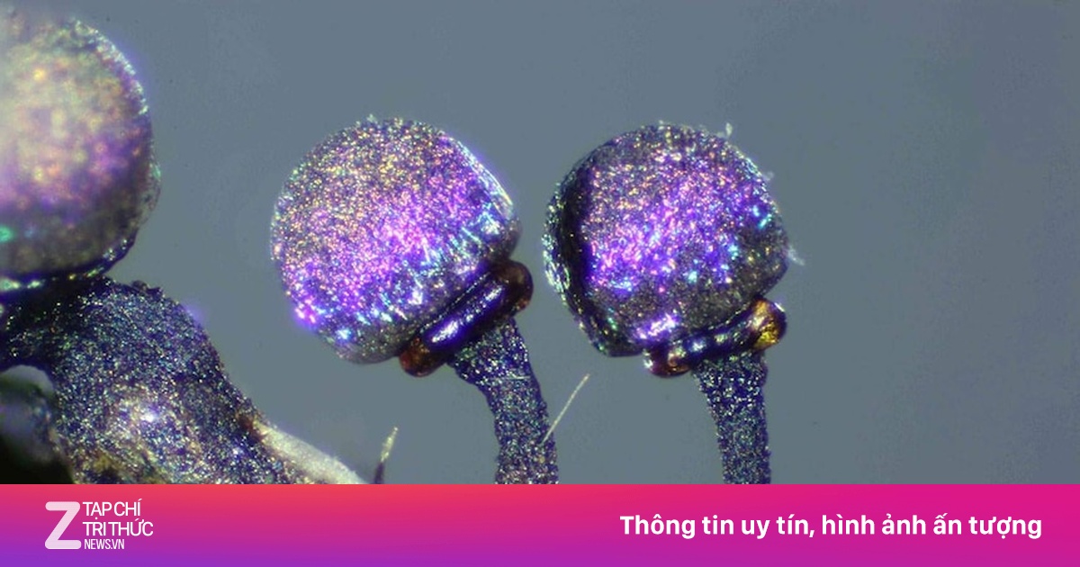 Chim sẻ và nấm mốc dạy chúng ta cách từ bỏ thế nào?