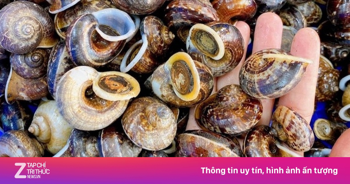 Lên rừng săn loại ốc đặc sản ở Mộc Châu | Znews.vn