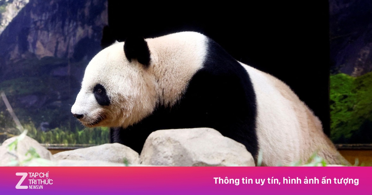 Nhật Bản muốn mượn gấu trúc để hâm nóng quan hệ với Trung Quốc