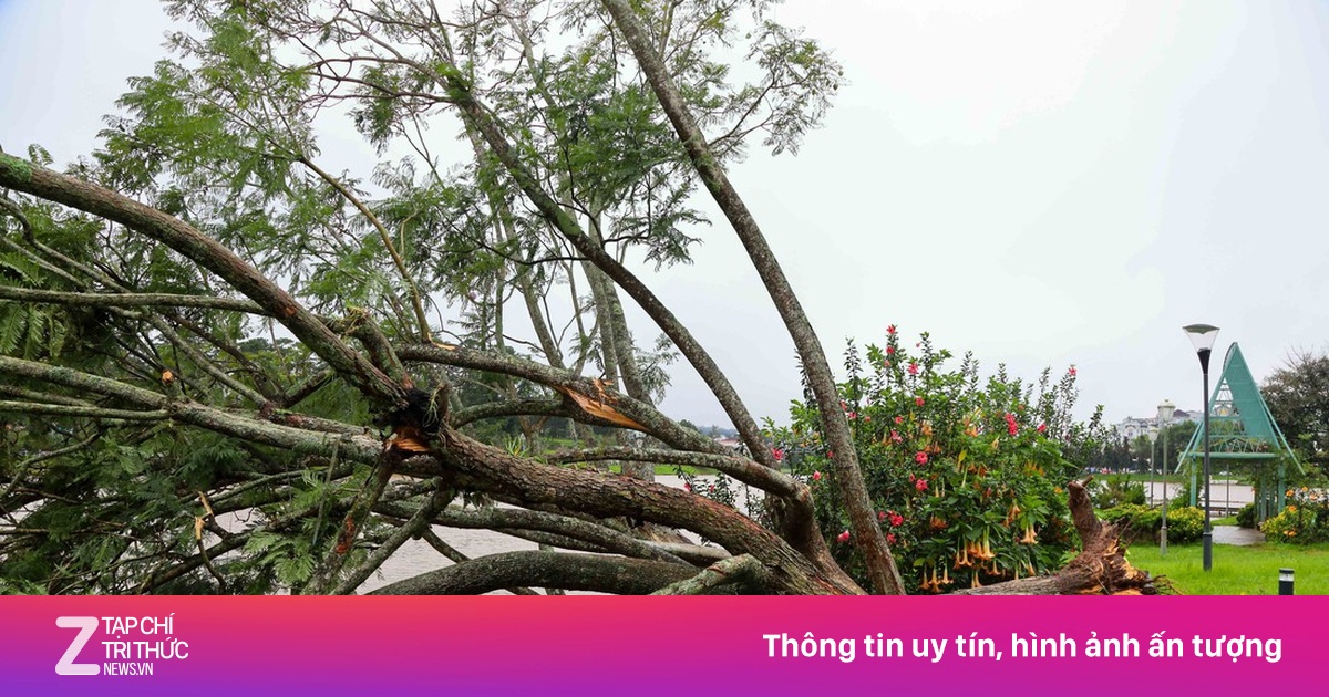 Cây phượng đẹp nhất hồ Xuân Hương, Đà Lạt bật gốc do bão số 13